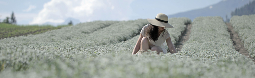 edelweiss-flower-pure-altitude-maria-frangieh-blog-beauty-skincare