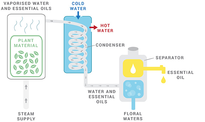 steam distillation essential oils maria frangieh natural healing blog