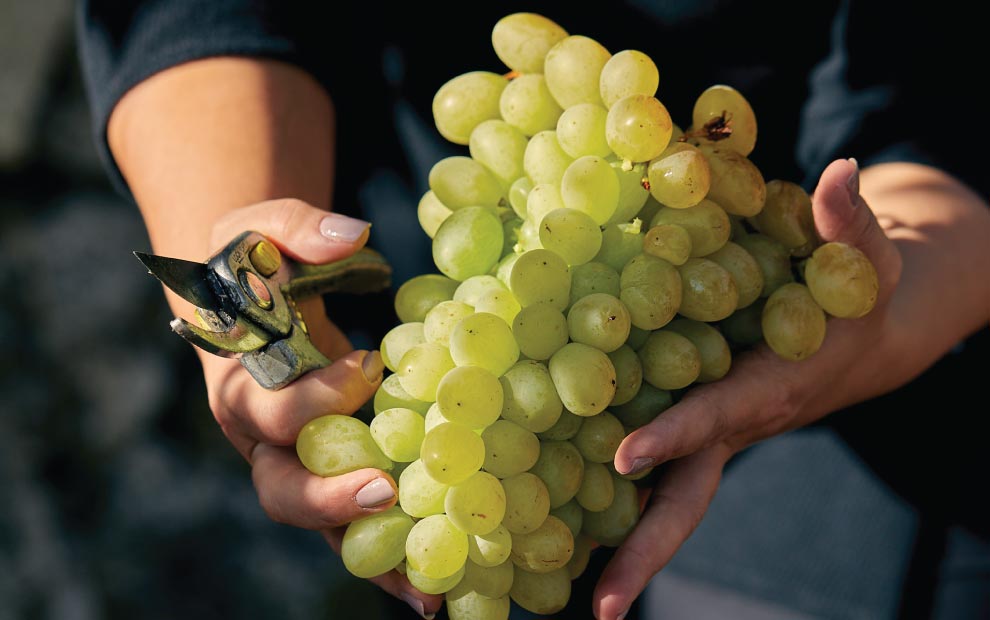 Maria-frangieh-winemaker-grapes-2020-harvest-lebanon-go-there-wine